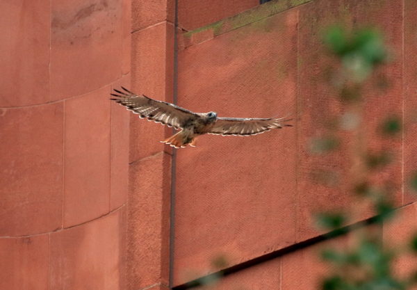 Washington Square Hawk Bobby flying away from nest