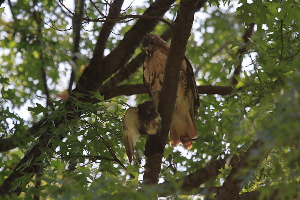 Washington Square Hawk Bobby on tree with pigeon prey