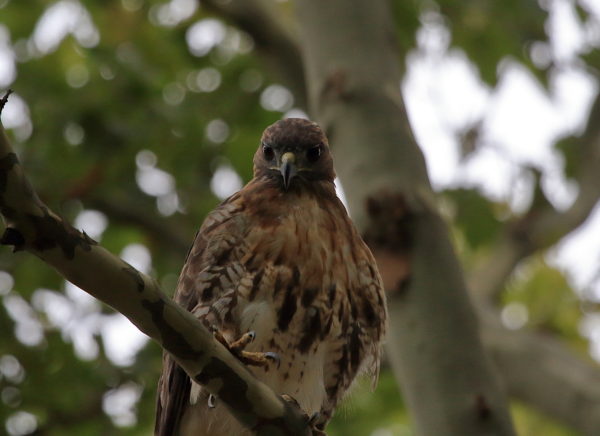 Washington Square Park Hawk Bobby in tree looking at prey