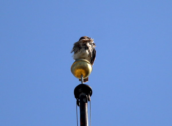Washington Square Park Hawk Bobby perched on flag pole