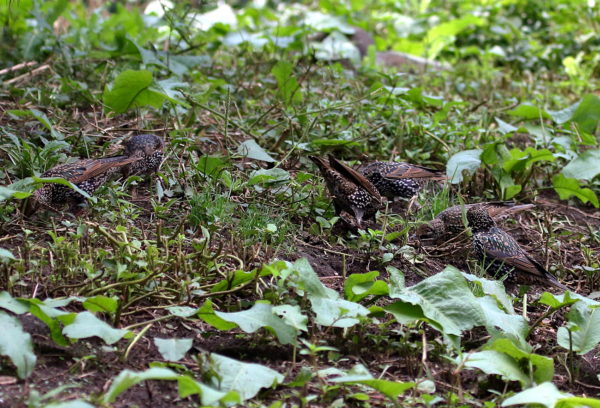 Washington Square Park starlings feeding on lawn