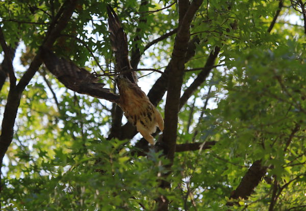 Washington Square Hawk Bobby about to jump off branch