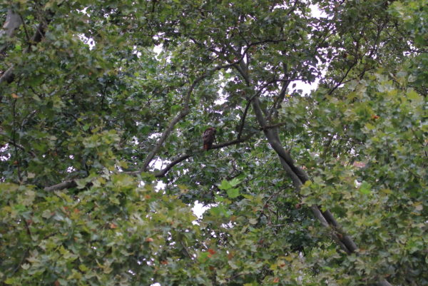 Washington Square Hawk Bobby in park tree