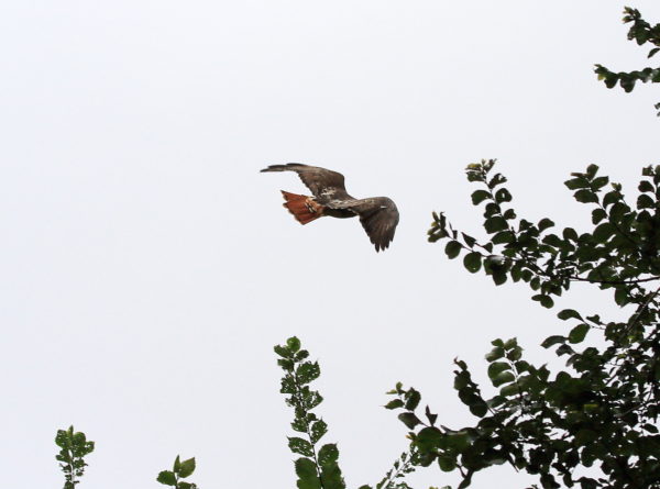 Washington Square Park Hawk Bobby flying above trees