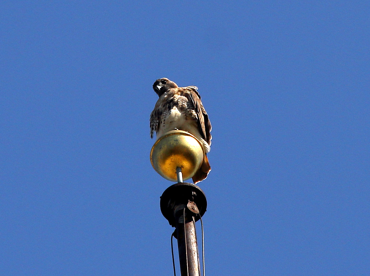 Washington Square Park Hawk Bobby on flag pole