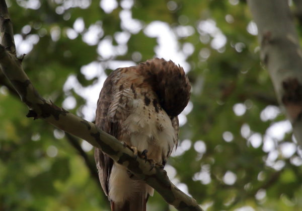 Washington Square Park Hawk Bobby preening chest