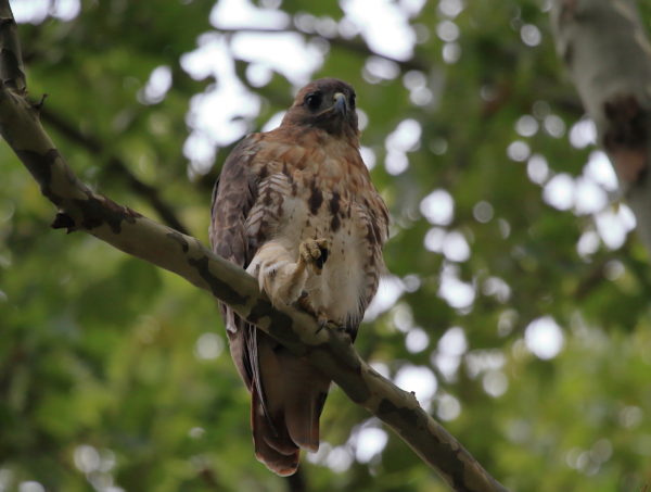 Washington Square Hawk Bobby sitting with leg up