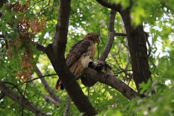 Washington Square Hawk Bobby with pigeon prey on branch