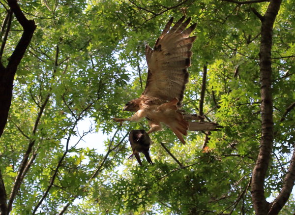 Washington Square Hawk Bobby flying with pigeon