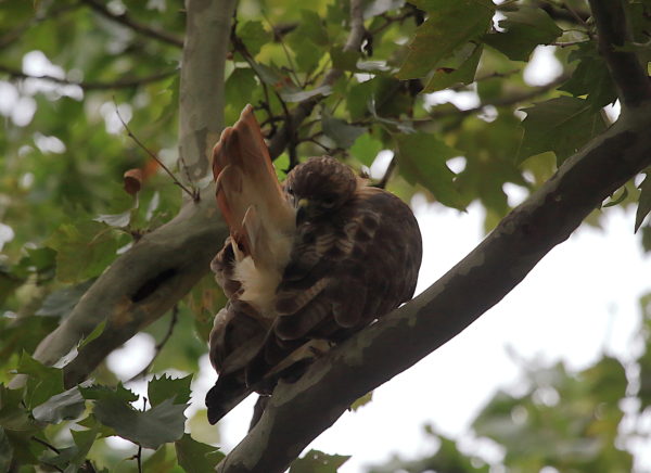 Washington Square Hawk Bobby preening tail feathers