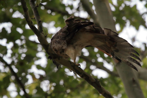 Washington Square Hawk Bobby stretching leg