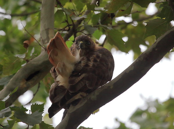 Washington Square Hawk Bobby preening feathers