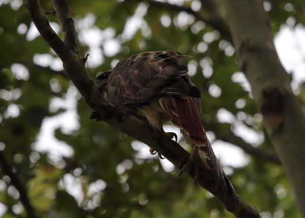 Washington Square Hawk Bobby stretching leg