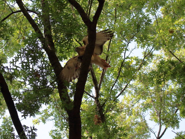 Washington Square Hawk Bobby with pigeon on tree