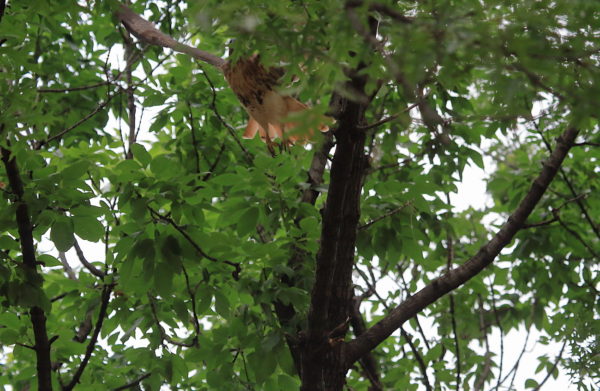 Washington Square Park Hawk Bobby leaping off tree