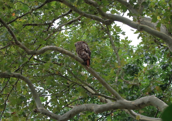 Washington Square Hawk Bobby preening chest in tree