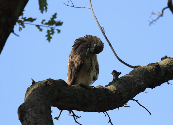 Washington Square Park Hawk Bobby preening his wing