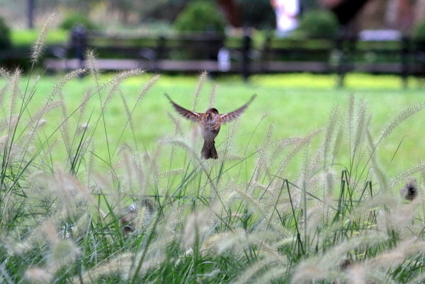 Washington Square Park sparrow hovering above plants