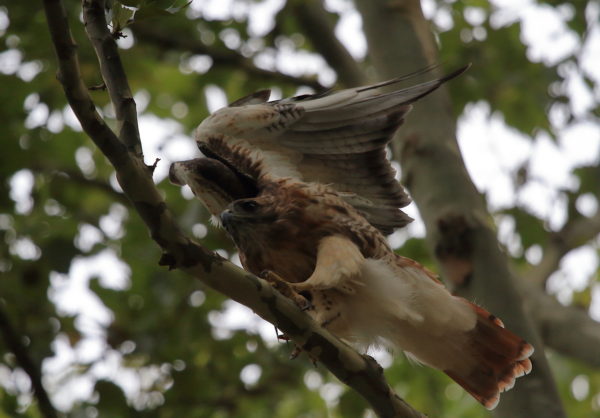 Washington Square Hawk Bobby stretching wings