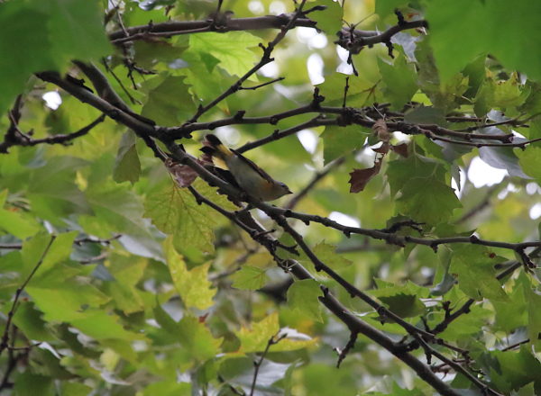 American Redstart in Washington Square Park