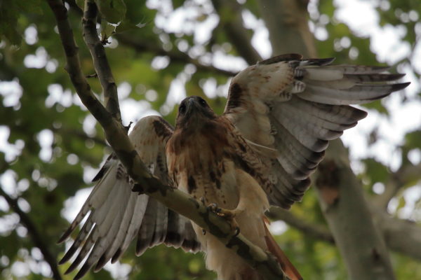 Washington Square Hawk Bobby stretching wings