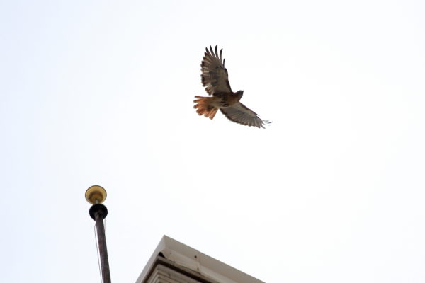 Washington Square Park Hawk Bobby flying away from flag pole