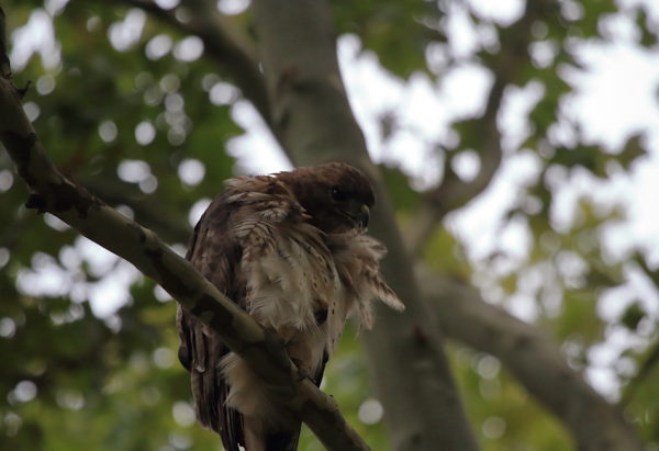 Washington Square Hawk Bobby preening chest feathers