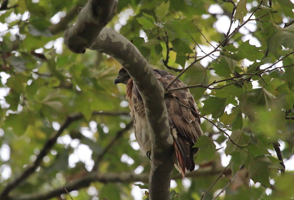 Washington Square Hawk Bobby sitting in park tree