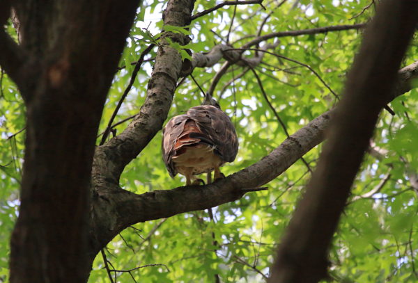 Washington Square Hawk Sadie sitting on branch