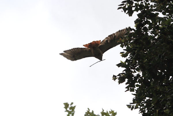 Washington Square Park Hawk Bobby flying with twig in beak