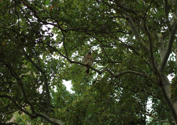 Washington Square Hawk Bobby in tree