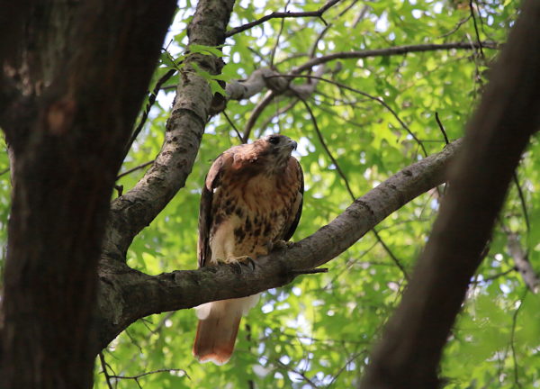 Washington Square Hawk Sadie sitting on branch