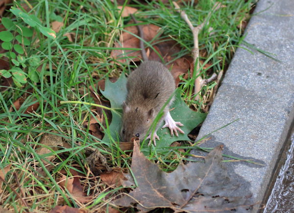 Washington Square Park rat