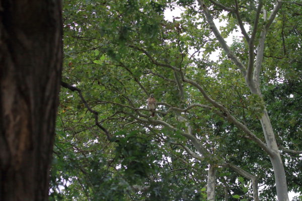 Washington Square Hawk Bobby in distant tree