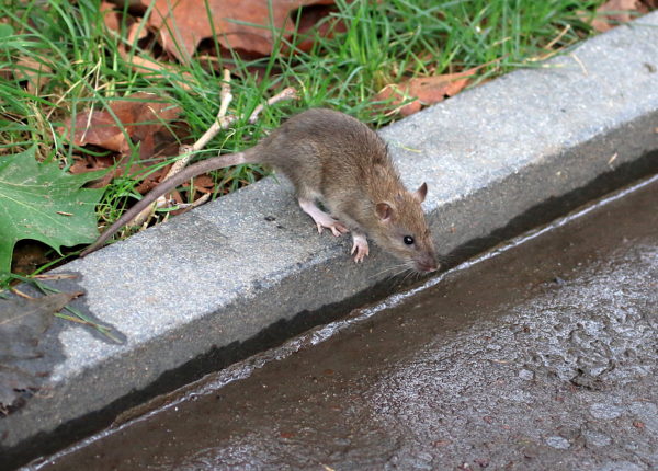 Washington Square Park rat