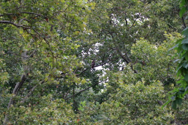 Washington Square Hawk Bobby perched in distant tree