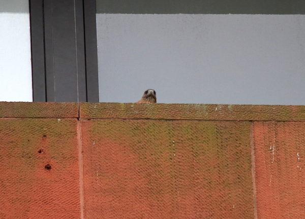 Washington Square Park Hawk Bobby on nest ledge