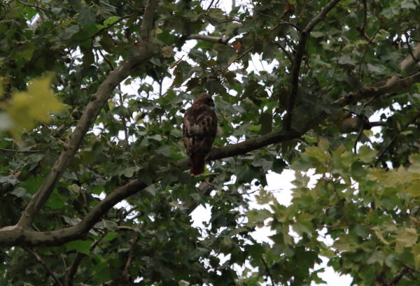 Washington Square Hawk Bobby perched in tree