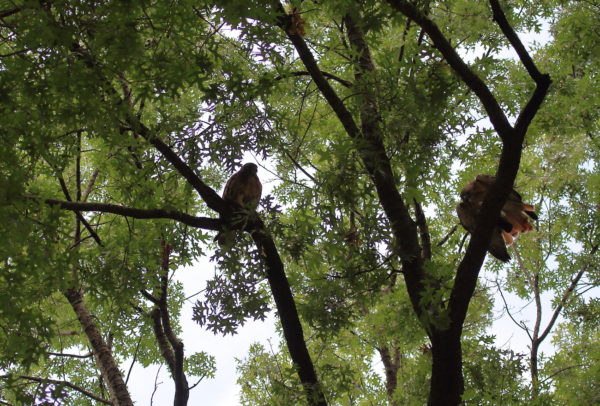 Washington Square Hawks Sadie and Bobby sitting in trees