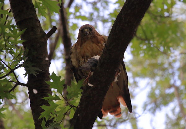 Washington Square Hawk Bobby sitting on branch with pigeon in talons