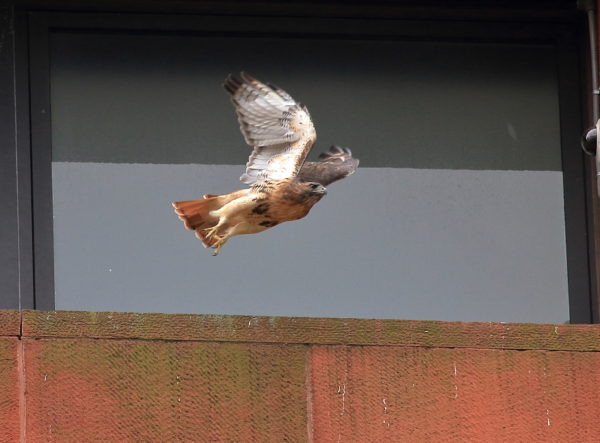 Washington Square Park Hawk Bobby flying off nest ledge