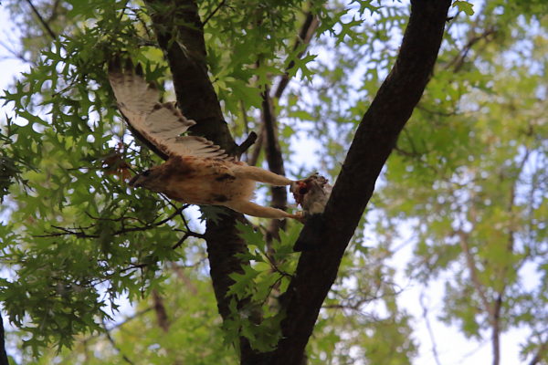 Washington Square Hawk Bobby leaping from tree with pigeon