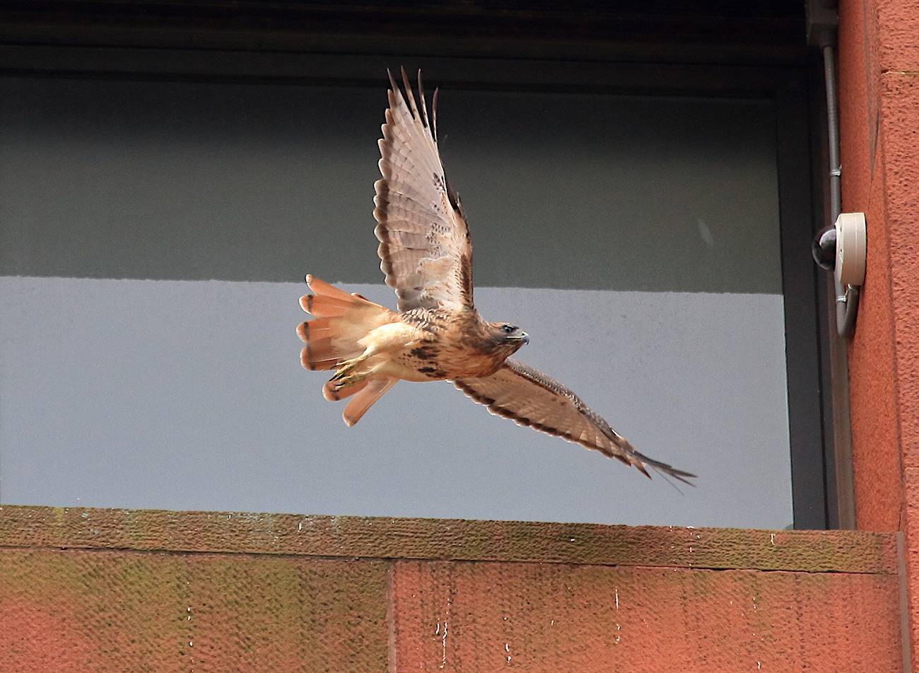 Washington Square Park Hawk Bobby flying off nest ledge