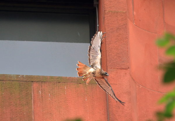 Washington Square Park Hawk Bobby flying from nest