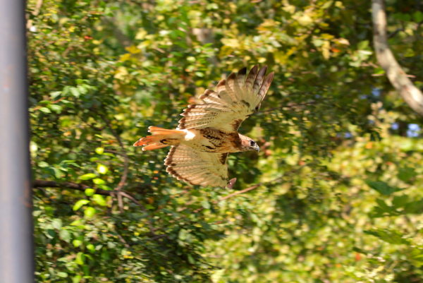 Washington Square Hawk Bobby flying through trees