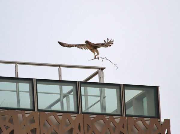 Washington Square Hawk Bobby flying with twig in talons