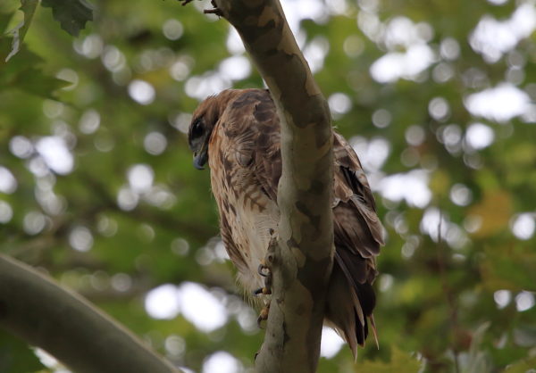 Washington Square Park Hawk Bobby in tree looking for prey