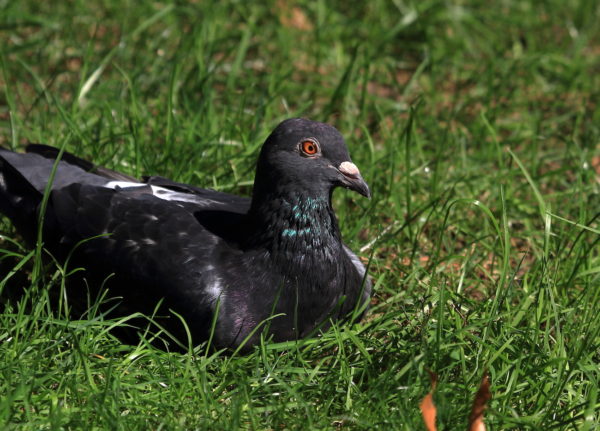 Washington Square Park pigeon lying on grass