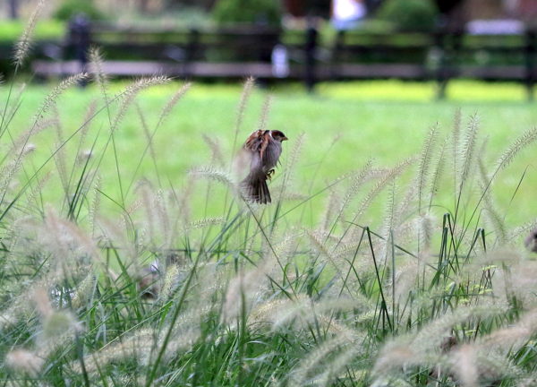 Washington Square Park sparrow landing on plant