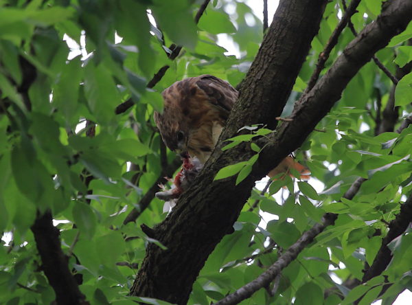 Washington Square Hawk Bobby eating pigeon on tree